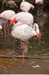 Body texture of pink flamingo 0002